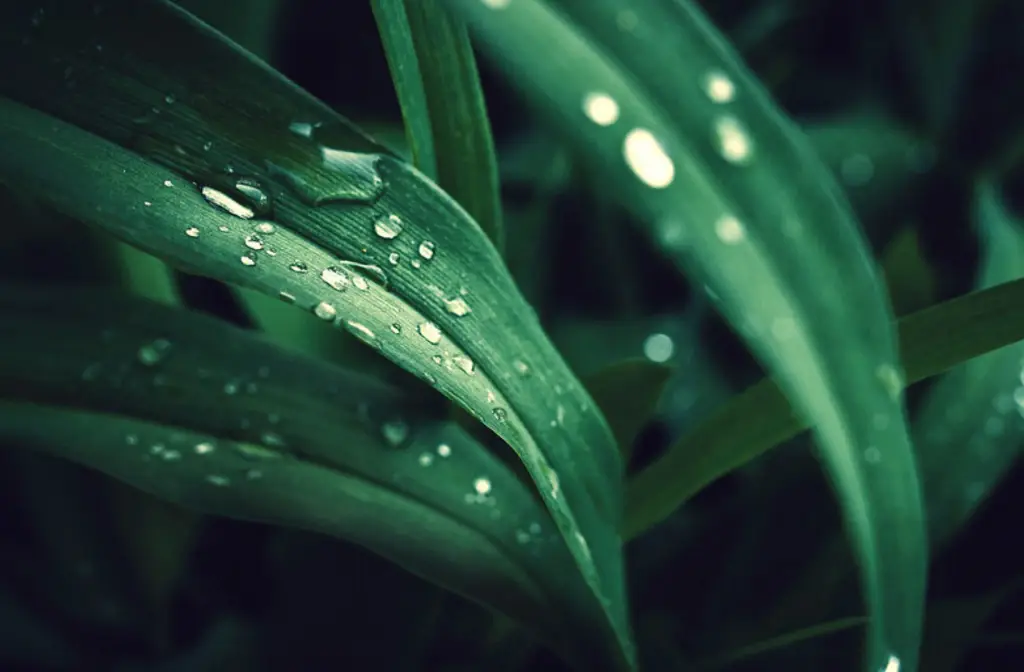 plante