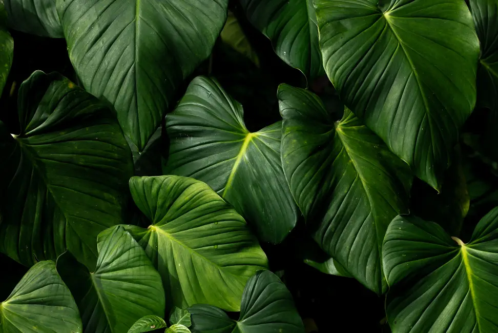 feuilles